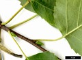 SpeciesSub: subsp. mandshurica